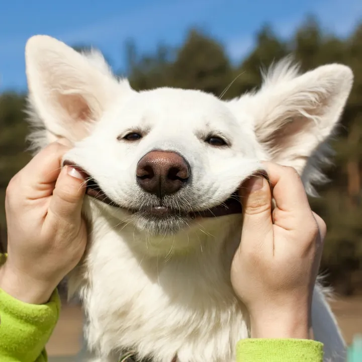 cute.dogs.channel1