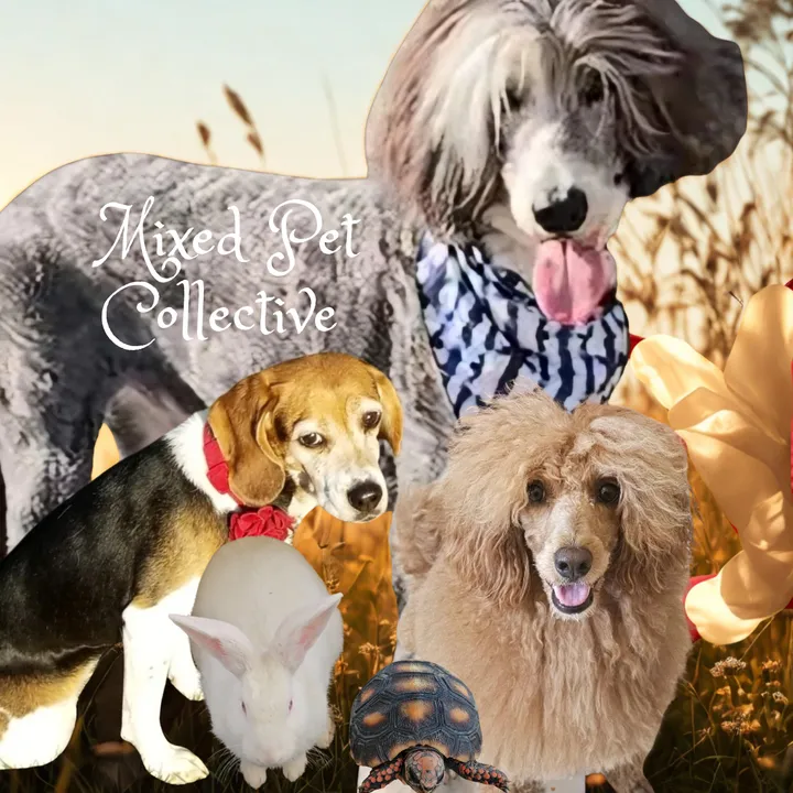 @mixedpetcollective