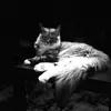 valentinaguido616