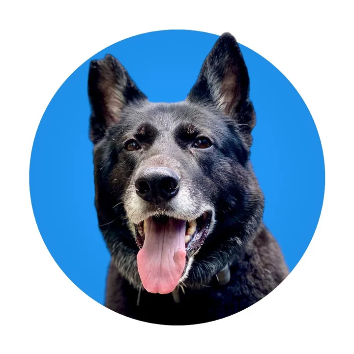 nero_the_ky_gsd