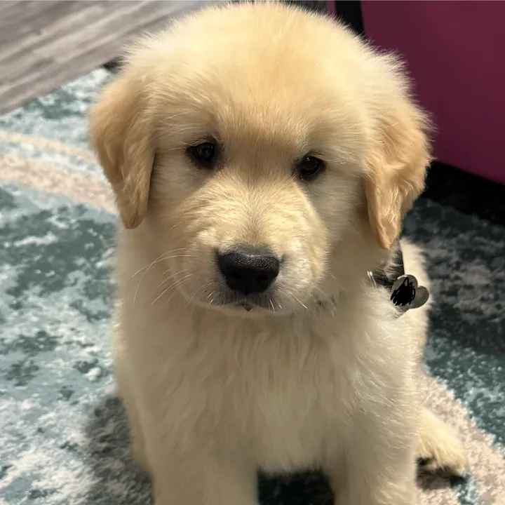 tucker_tha_golden