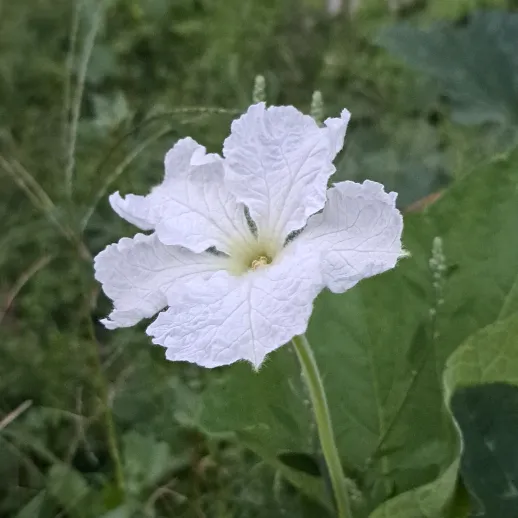 vikassharma0778