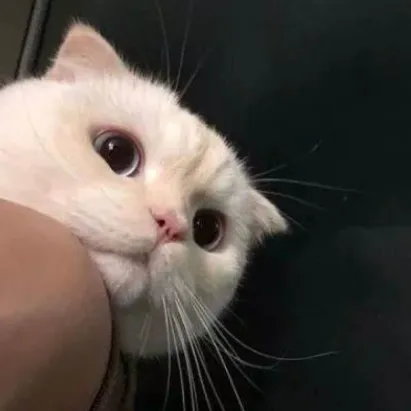 funny.house.pet.jamal