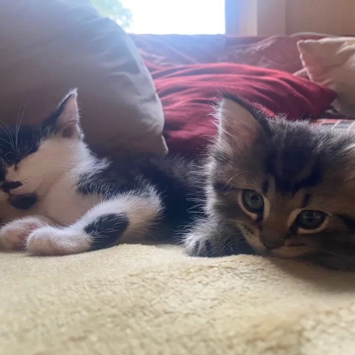 lennonandringokittens