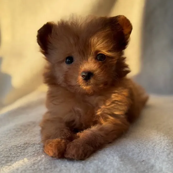 @itshoneythepomapoo