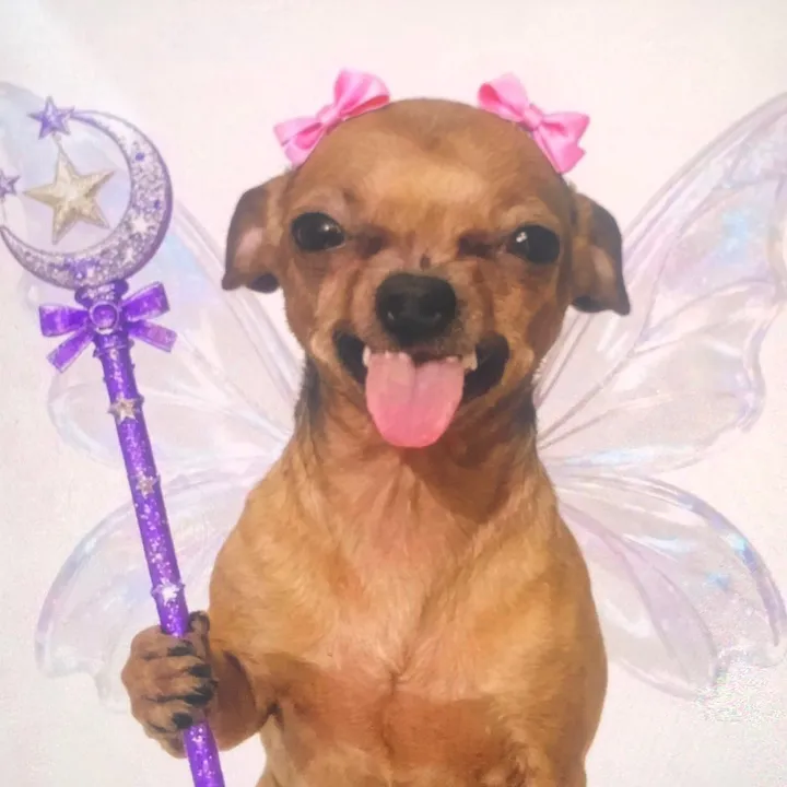 @funnydog8886