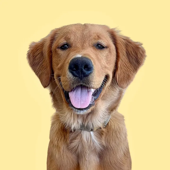 spencerthegolden