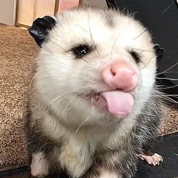 @toadlikesmilk