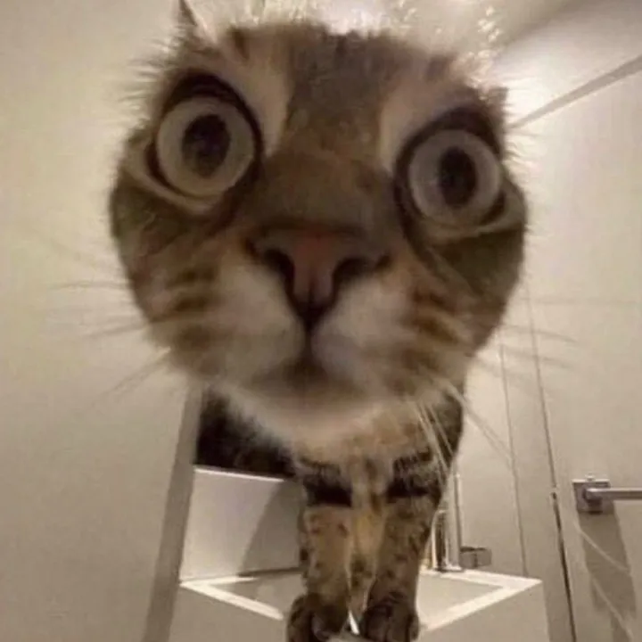 @hardcatmemes