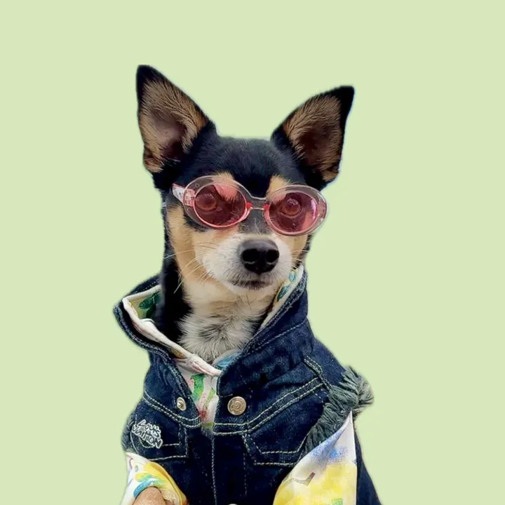 @nycdogadventures