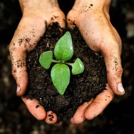 plantslife31