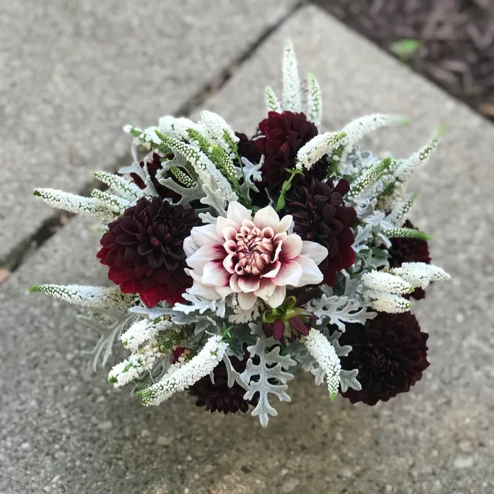 @kasslovesplants_