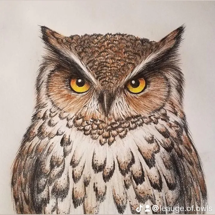 leauge.of.owls