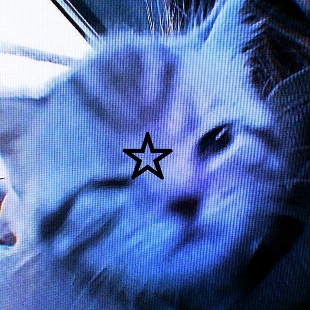 starzsum - suara asli