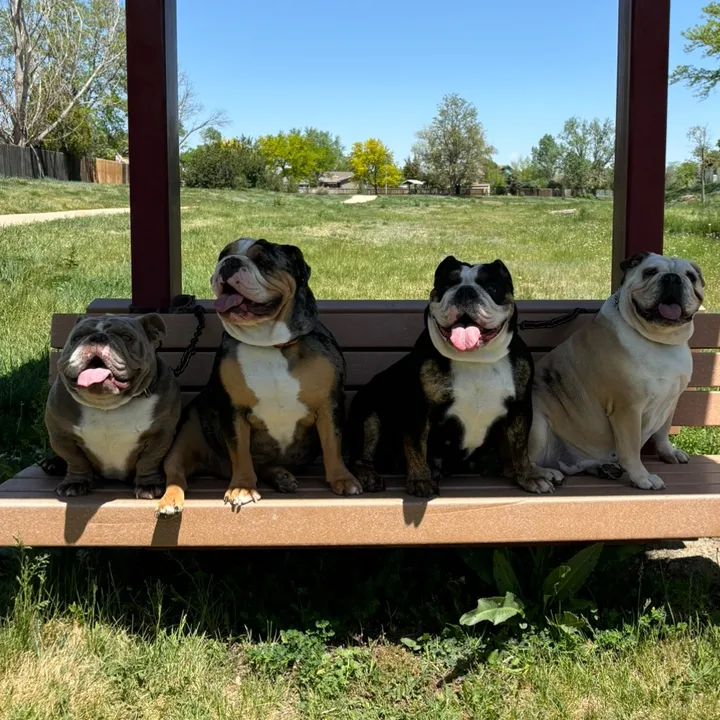 @1of1bulldogz