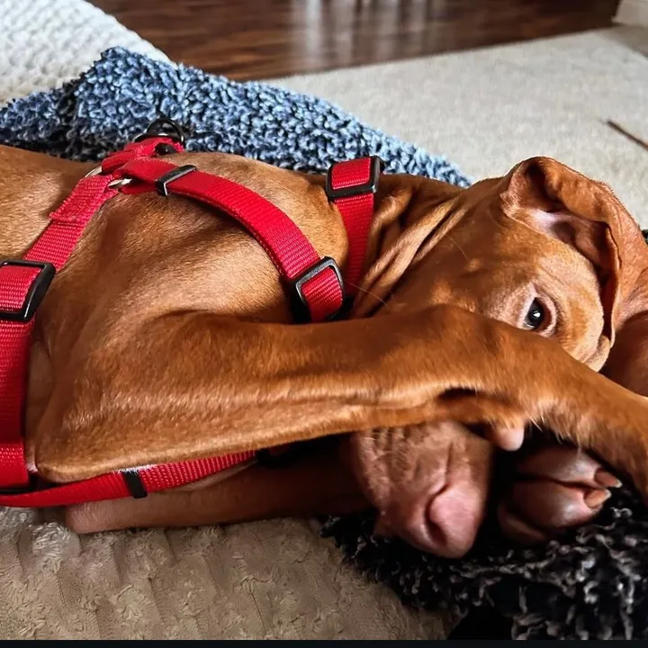 @wigglebuttvizsla