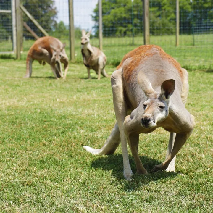 zoodlesanimalsanctuary