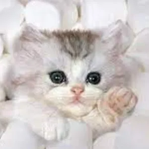 @peartree231294