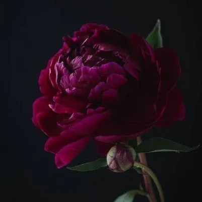 carmavalente