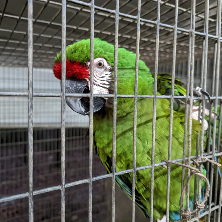 daybirdaviaries