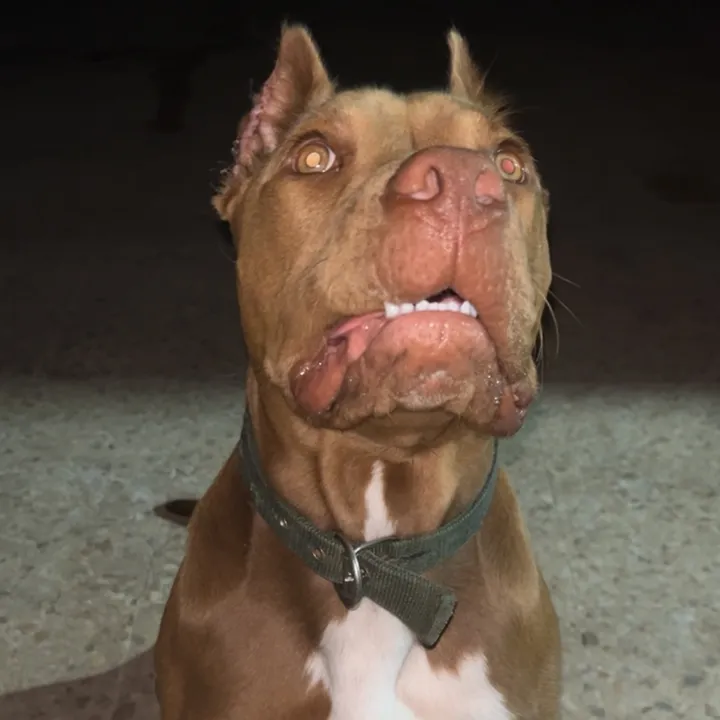 pitbulldz
