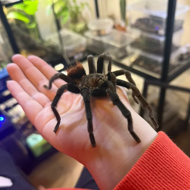thespiderroom