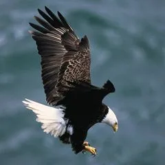 @ismailamermirza