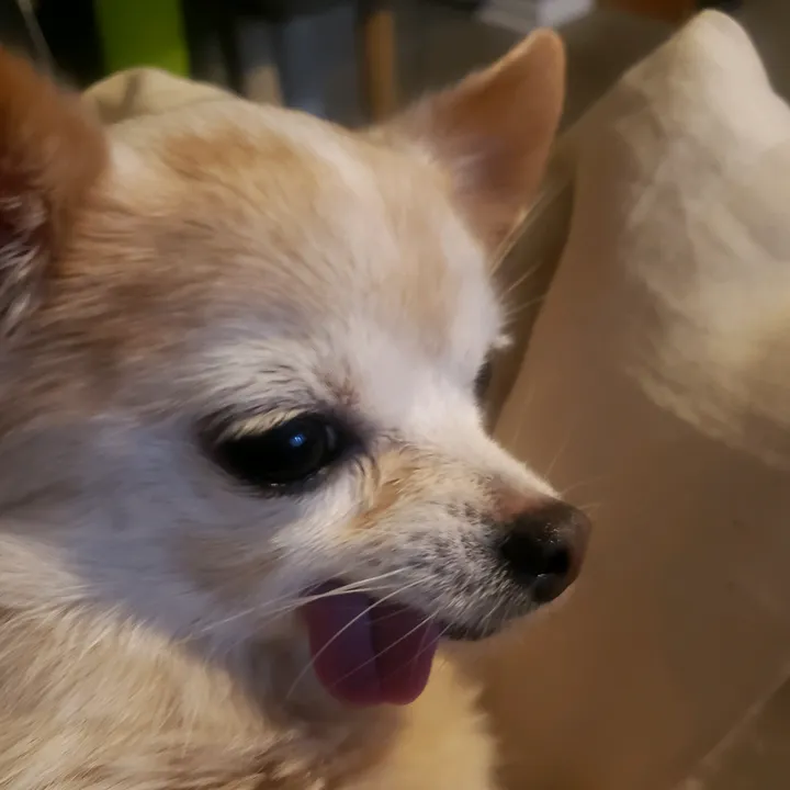 bellagrandma