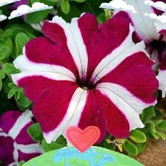@armaanshahzad0