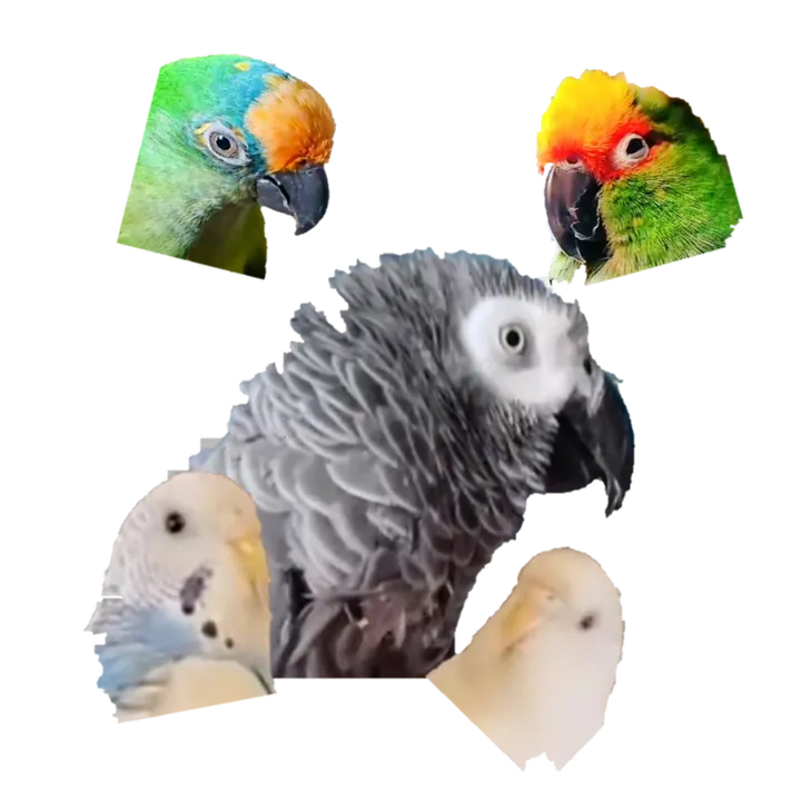 qbertbird