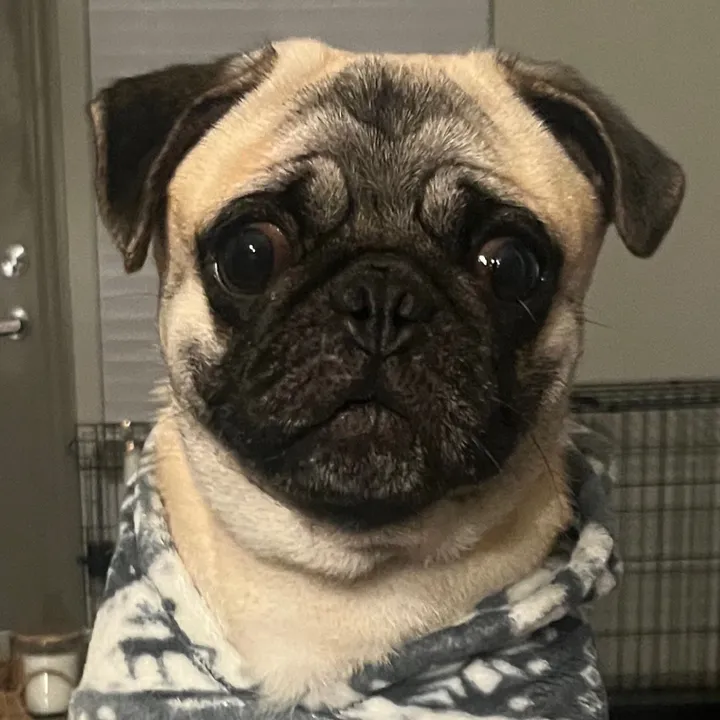 thatpugrigatoni