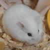 milkbunhamstery
