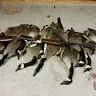 @migrationmaniacs