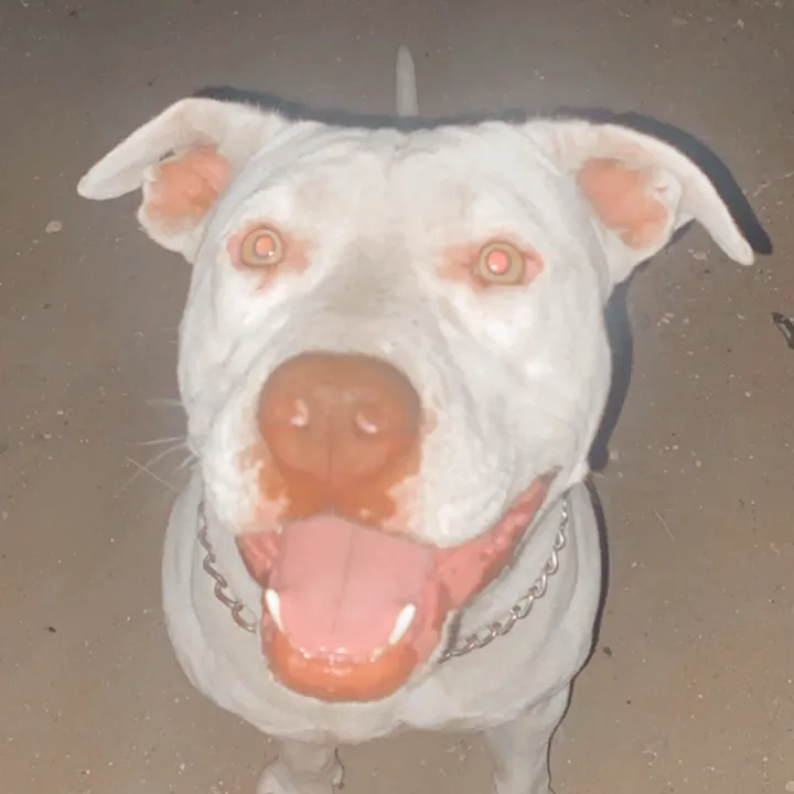 lexi.the.pit