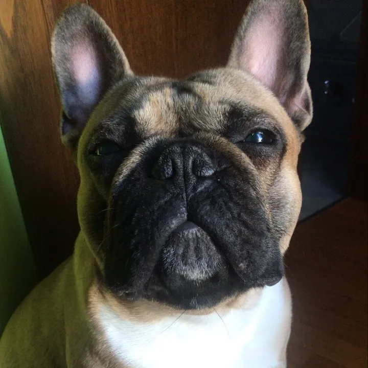 cicciopepe