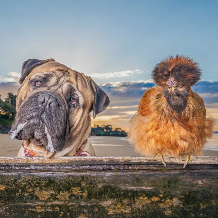 axelrosethebullmastiff