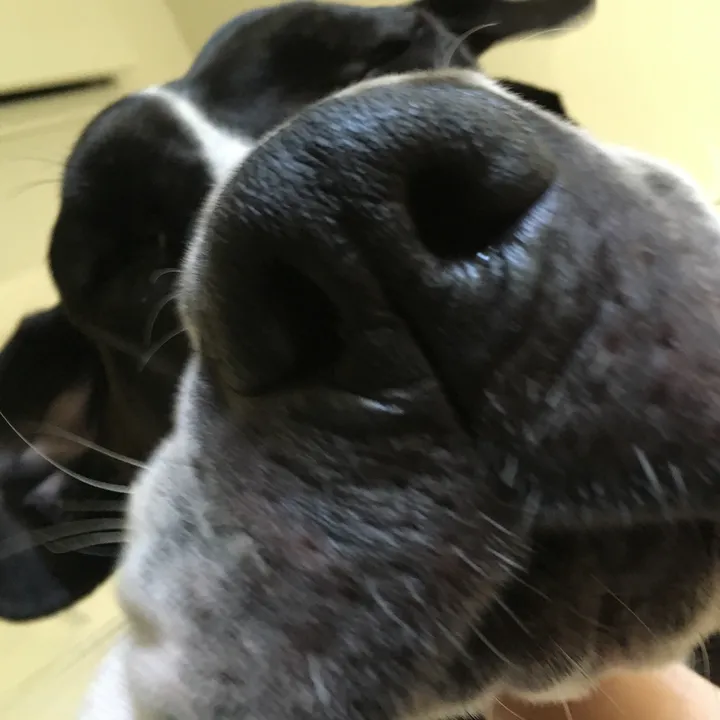 @tildy_the_greatdane