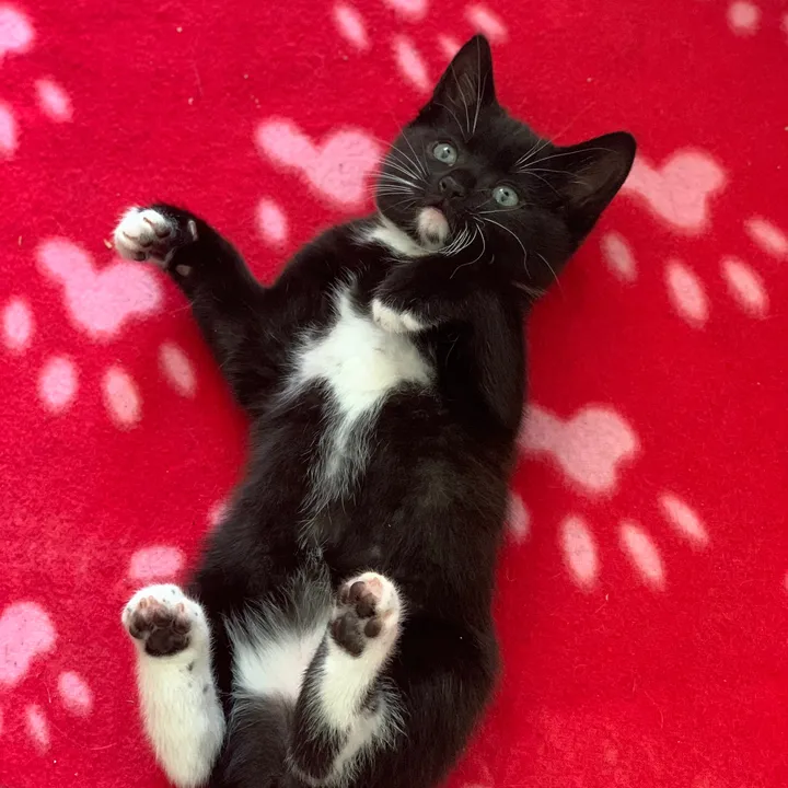 miraclekittens