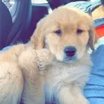 iamgoldenretreiver