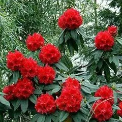 kashiaryal