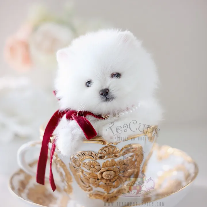 @teacupspuppies