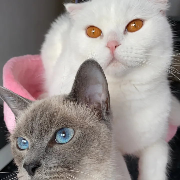 tugbascats