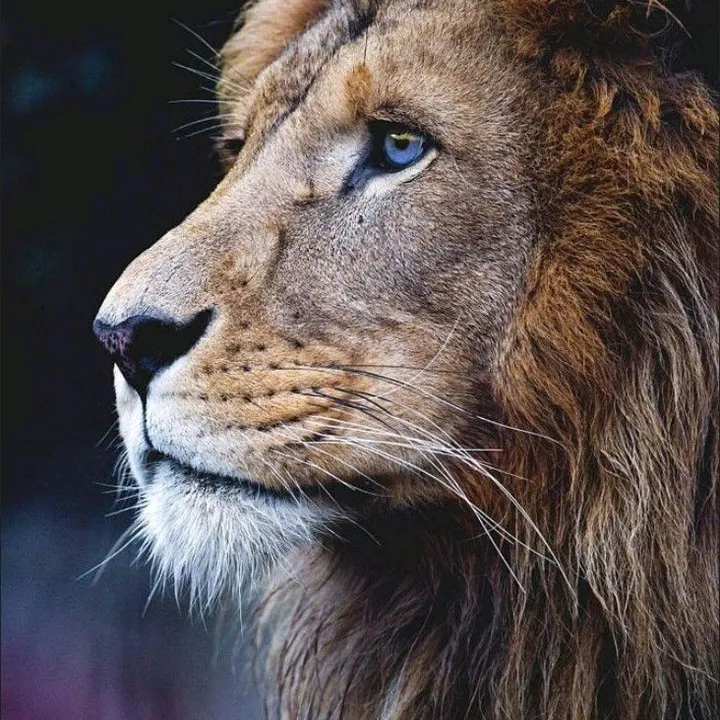 facts_animals12
