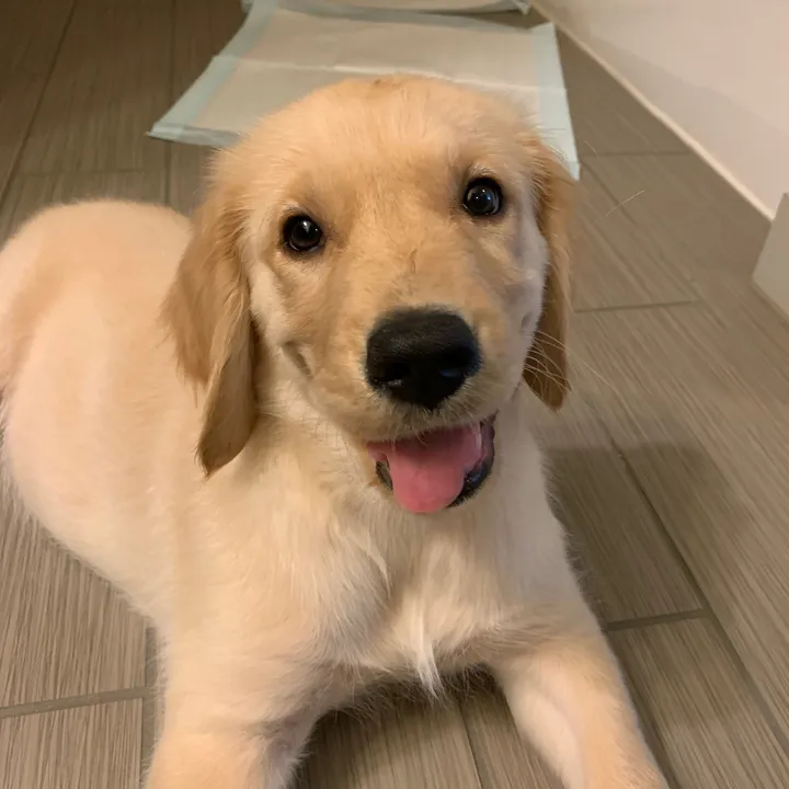 olivers_golden_life