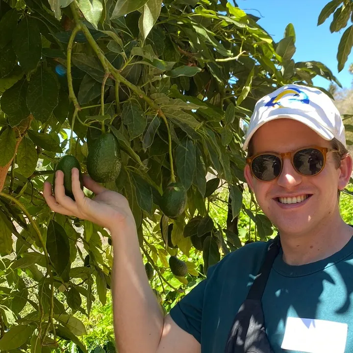 avocado.dan