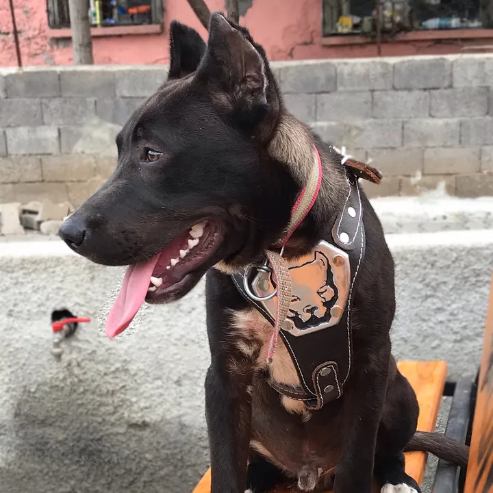pitbull.pasa
