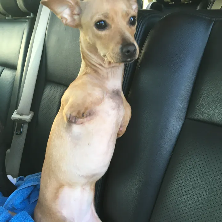 roo_the_two_legged_dog