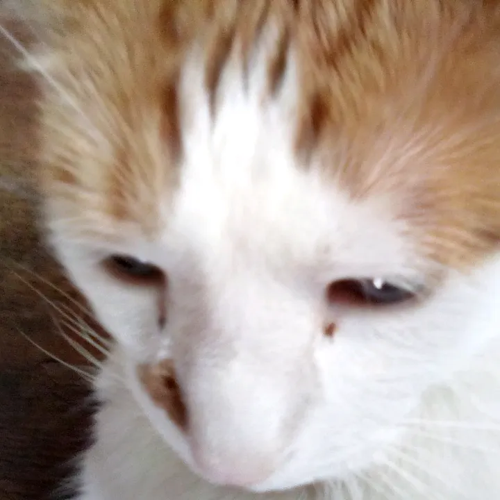 @xxboomerthecatxx