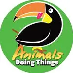 animalsdoingthings - original sound