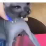 shitolya